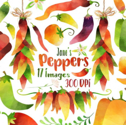 Watercolor Peppers Clipart Watercolor Fiesta Spices Clipart ...