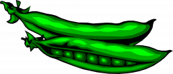 Green Peas Seed-Pod - Vector Image