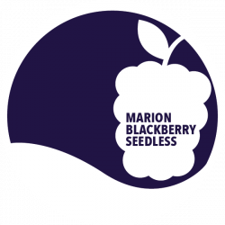 Marion Blackberry - Seedless Jam, 12 oz. - Clear Creek Orchard Inc.