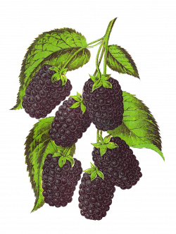 Gorgeous vintage, stock fruit artwork of blackberry and gooseberry ...