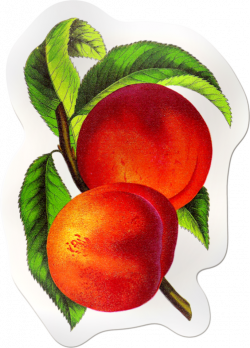 Peaches Sticker (501x700, 524Kb) | meyveler | Pinterest | Peach ...