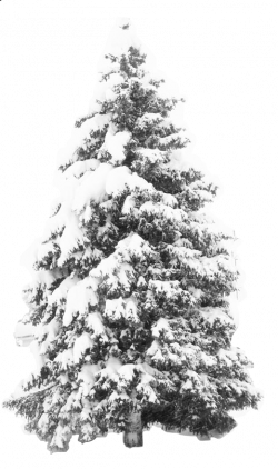http://png.imageextra.com/snow_storm_pinetree.png | Landscape Sketch ...