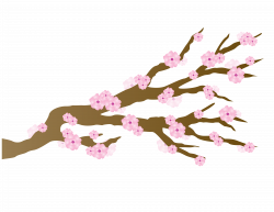 Pink cherry blossoms japanese draft free image