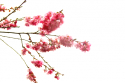 Cherry Blossom PNG Images - Free Icons and PNG Backgrounds