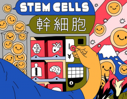 The potent effects of Japan's stem-cell policies