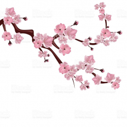 Japanese Cherry Blossom Illustration | Blossom clipart pink ...