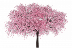 japan-tree-sakura.png (1300×880) | cerejeira | Pinterest