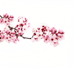 Sakura PNG images free download