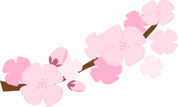 28+ Collection of Cherry Blossom Clipart Png | High quality, free ...