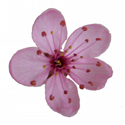 Plum Blossom | Free Images at Clker.com - vector clip art online ...
