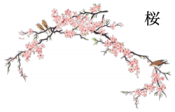 japanese flowers transparent cherry blossoms cherry branch ...