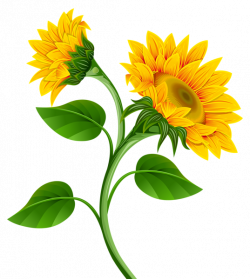 Sunflowers PNG Clipart Image | Texas clip art | Pinterest | Clipart ...