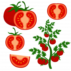 Cherry tomato Clip art - Grow tomatoes 2480*2480 transprent Png Free ...