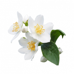 PNG Jasmine Flower Transparent Jasmine Flower.PNG Images. | PlusPNG
