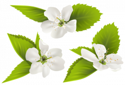 28+ Collection of Jasmine Flower Clipart Png | High quality, free ...