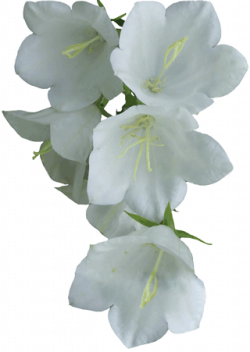 white flower png | white flowers | Backgrounds | Pinterest | White ...