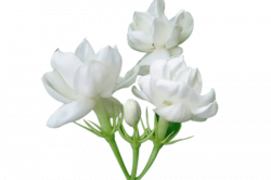 Beautiful Flowers 2019 » jasmine flower png | Beautiful Flowers