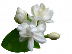 Jasmine Flower PNG images free download