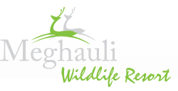 Jeep Safari - Meghauli Resort