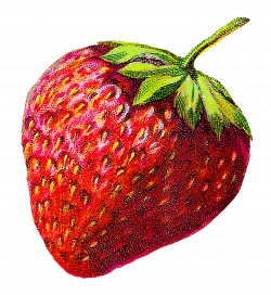 Antique Images: Strawberries Fruit Stock Clip Art Illustrations ...
