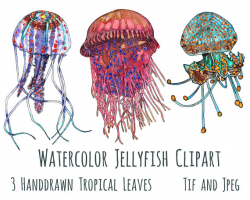 Jellyfish Clip Art, Sea Life Clipart, Marine Clip Art, Watercolor ...