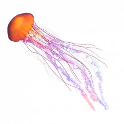 jellyfish freetoedit - Sticker by Hanjo Rafael
