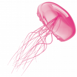 jellyfish pink freetoedit - Sticker by Hanjo Rafael
