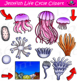 Jellyfish Life Cycle Clipart Set Download