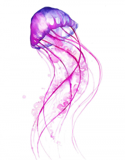 moon jellyfish watercolour - Google Search | Water color ...