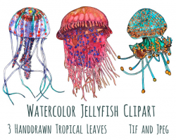 Jellyfish Clip Art, Sea Life Clipart, Marine Clip Art, Watercolor Fish,  Clipart, Instant Download, Digital Clipart, Ocean Life Illustration