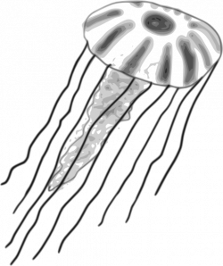 Jellyfish Clipart | i2Clipart - Royalty Free Public Domain Clipart