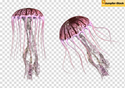 Giant Jellyfish , two purple jellyfish transparent ...