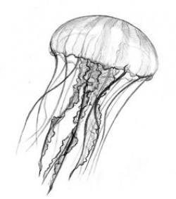 53 Best Jellyfish drawing images in 2017 | Marine life ...