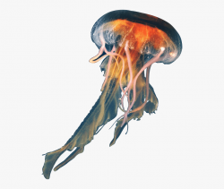 Jellyfish Png - Real Jellyfish Transparent Background ...