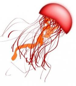 Red Jellyfish Clip Art at Clker.com - vector clip art online ...