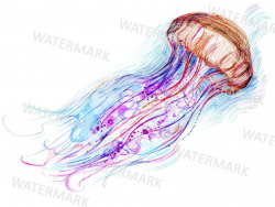 Jellyfish clipart, watercolor jellyfish illustration, digital, jpg,  commercial use, hand painted, hand drawn, printable