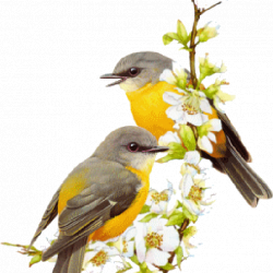 Oiseaux - Branche - Fleurs - Gif animé - Gratuit | Gifs