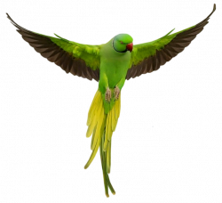 Transparent Green Parrot PNG Picture | Gallery Yopriceville - High ...