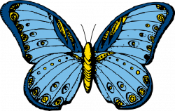 Butterfly | Free Stock Photo | Illustration of a blue butterfly ...