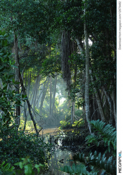 Tropical Jungle Forest Clearing Stock Photo 12679482 - Megapixl