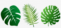 Palm Leaves Clipart - Jungle Leaves PNG Image | Transparent ...