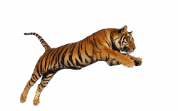 Encapsulated PostScript Siberian Tiger Clip art - jungle 1600*1000 ...