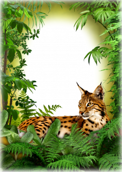 Photo Frame - Jungle Cat | Frames | Pinterest | Cat, Stationary and ...