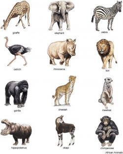Image result for realistic animal clipart | Teaching at Home ...