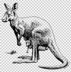 Koala Kangaroo Drawing PNG, Clipart, Animal Figure, Animals ...