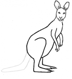 Kangaroo drawing | Clipart Panda - Free Clipart Images