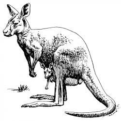 Free Kangaroo Clipart - Clip Art Image 6 of 9