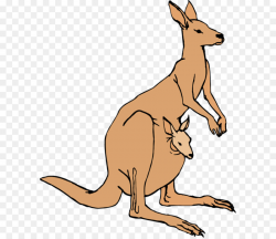 Kangaroo Cartoon png download - 640*775 - Free Transparent ...
