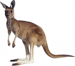 Kangaroo Clip art - A kangaroo 1024*899 transprent Png Free Download ...