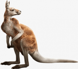 Kangaroo, Kangaroo Clipart, Animal PNG I #52636 - PNG Images ...